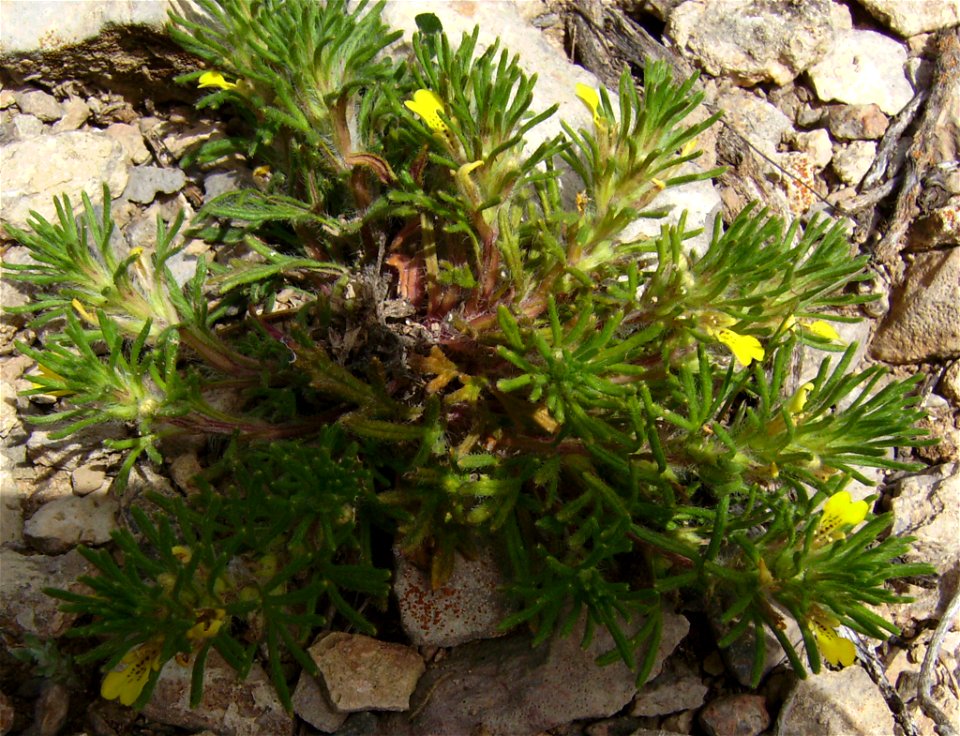 Ajuga chamaepitys flowering, Castelltallat, Catalonia