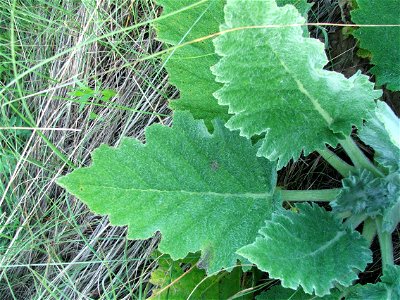 Leaves of Salvia aethiopis