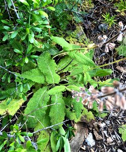 Leaves and dried inflorescence of Salvia sclareoides in June.