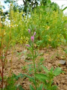 AckerLoewenmaul Roscheiderhof 2 - Misopates orontium - Antirrhinum orontium photo