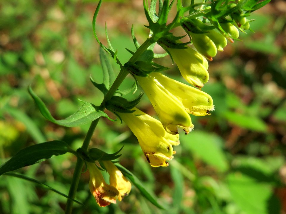 Wiesen-Wachtelweizen (Melampyrum pratense) im Schwetzinger Hardt