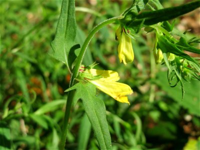 Wiesen-Wachtelweizen (Melampyrum pratense) im Schwetzinger Hardt