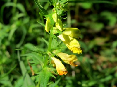 Wiesen-Wachtelweizen (Melampyrum pratense) im Schwetzinger Hardt