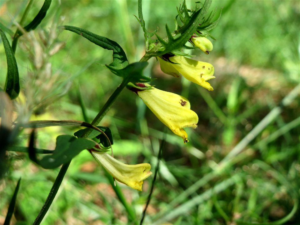 Wiesen-Wachtelweizen (Melampyrum pratense) im Schwetzinger Hardt