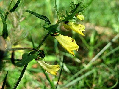 Wiesen-Wachtelweizen (Melampyrum pratense) im Schwetzinger Hardt