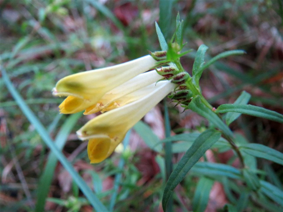 Wiesen-Wachtelweizen (Melampyrum pratense) im Schwetzinger Hardt