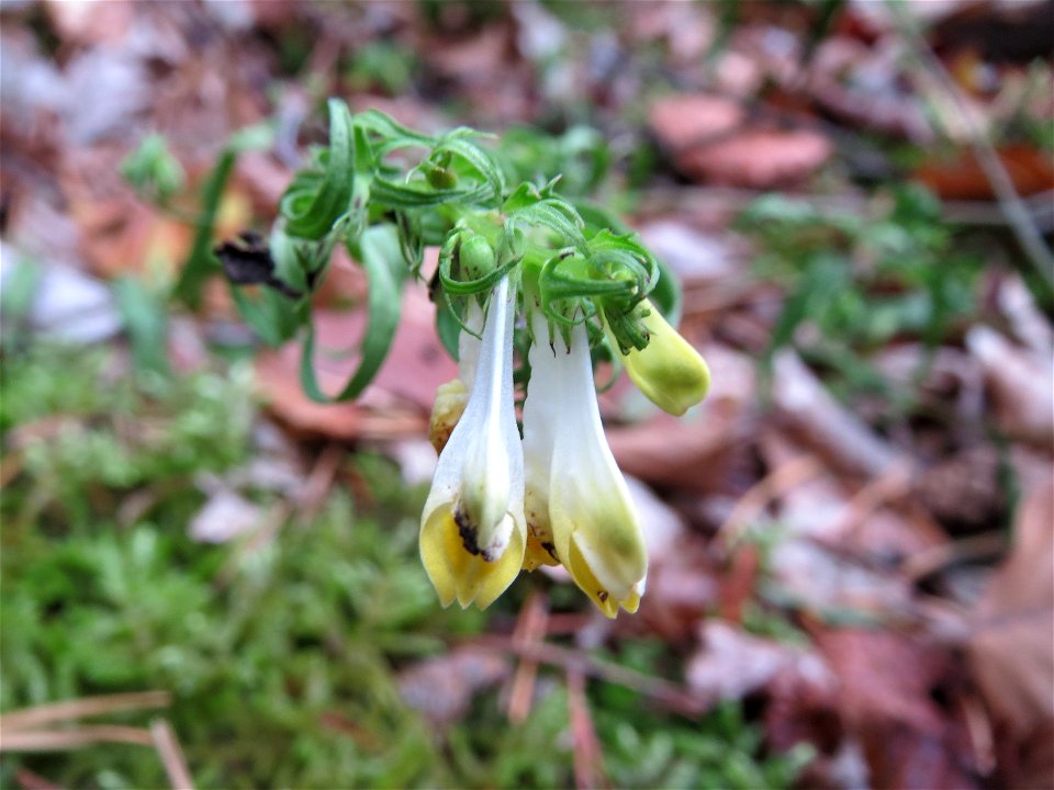 Wiesen-Wachtelweizen (Melampyrum pratense) im Schwetzinger Hardt
