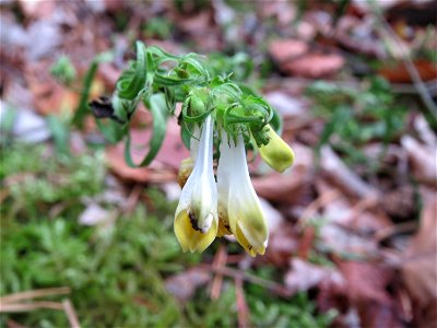 Wiesen-Wachtelweizen (Melampyrum pratense) im Schwetzinger Hardt