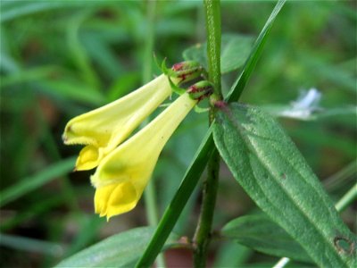 Wiesen-Wachtelweizen (Melampyrum pratense) im Schwetzinger Hardt