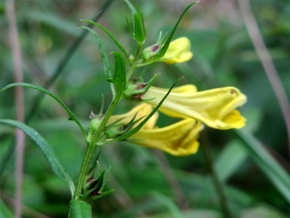Wiesen-Wachtelweizen (Melampyrum pratense) im Schwetzinger Hardt