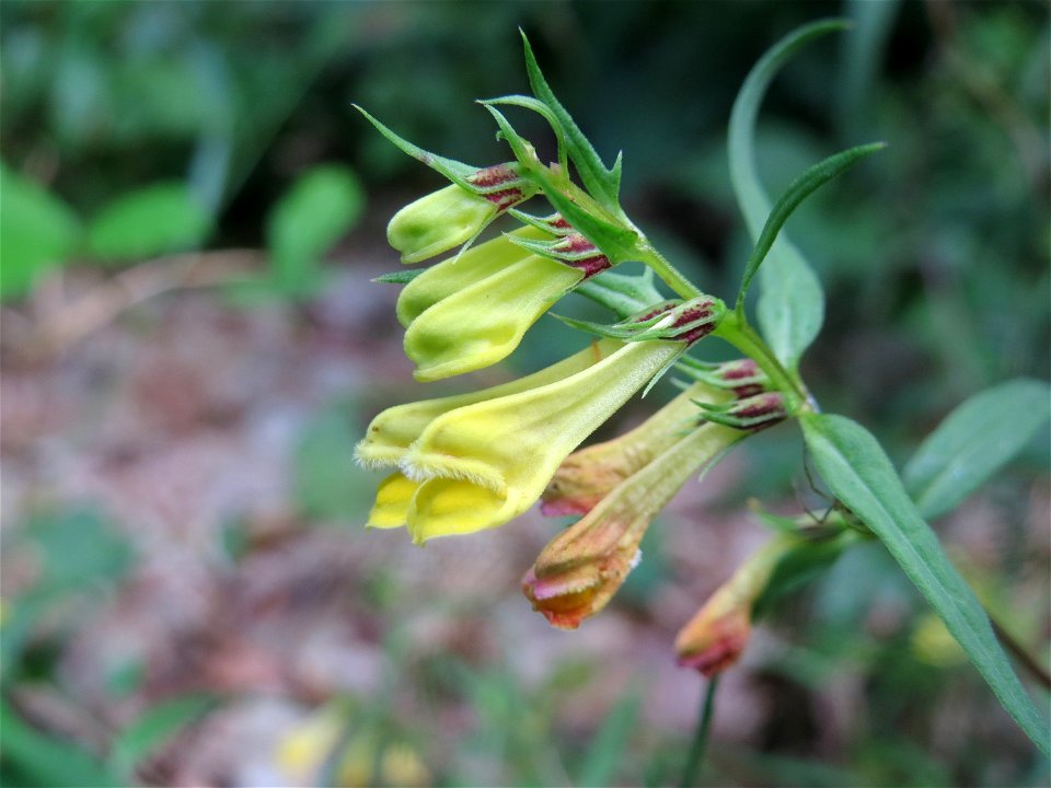Wiesen-Wachtelweizen (Melampyrum pratense) im Schwetzinger Hardt