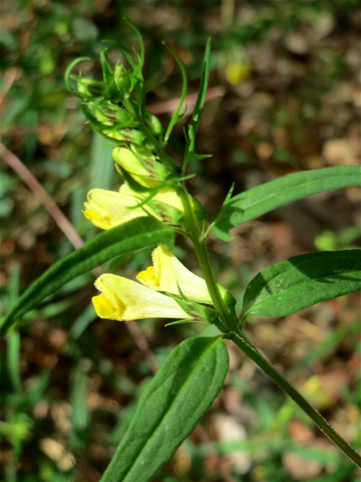 Wiesen-Wachtelweizen (Melampyrum pratense) im Schwetzinger Hardt