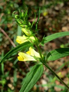 Wiesen-Wachtelweizen (Melampyrum pratense) im Schwetzinger Hardt