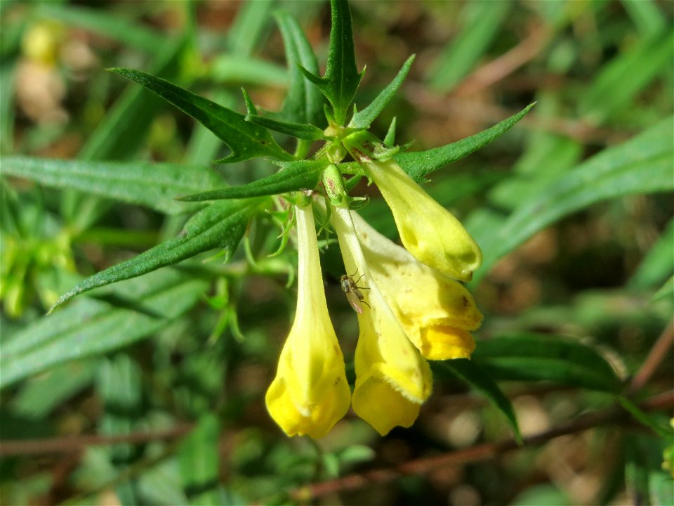 Wiesen-Wachtelweizen (Melampyrum pratense) im Schwetzinger Hardt