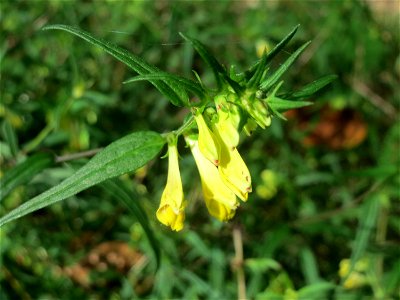 Wiesen-Wachtelweizen (Melampyrum pratense) im Schwetzinger Hardt