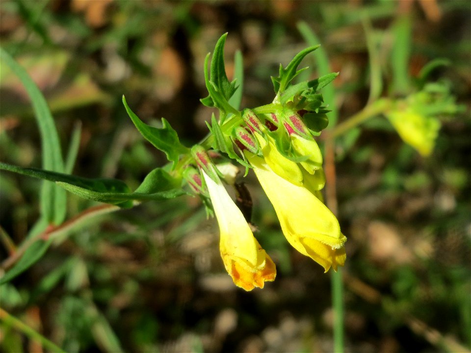 Wiesen-Wachtelweizen (Melampyrum pratense) im Schwetzinger Hardt