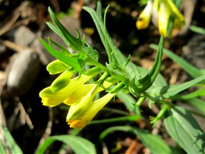 Wiesen-Wachtelweizen (Melampyrum pratense) im Schwetzinger Hardt