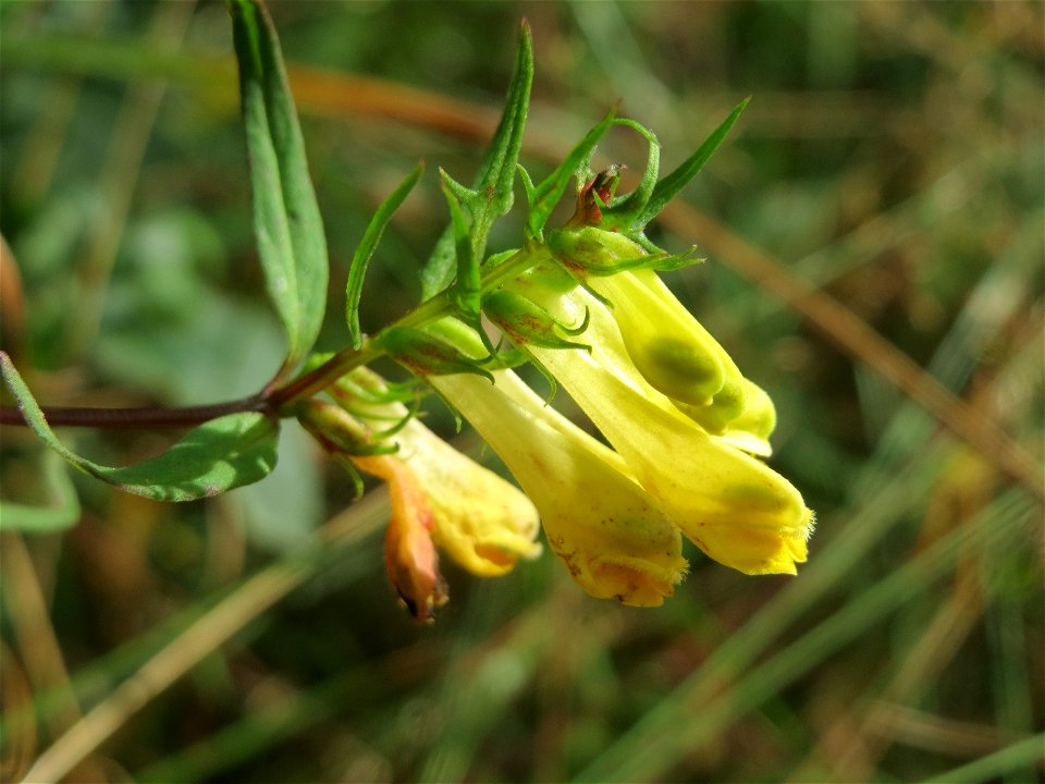 Wiesen-Wachtelweizen (Melampyrum pratense) im Schwetzinger Hardt