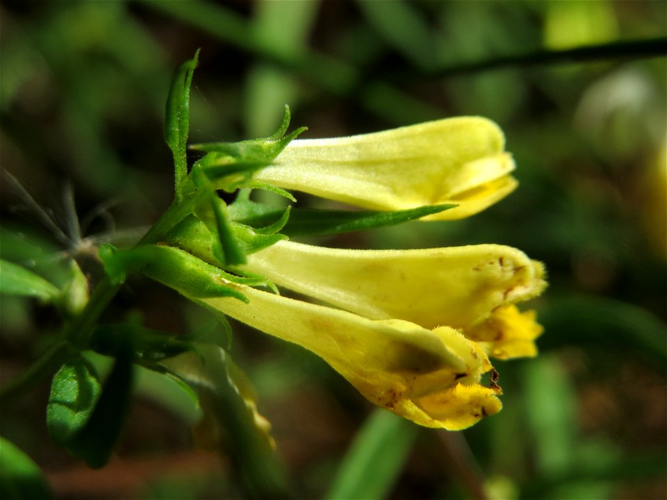 Wiesen-Wachtelweizen (Melampyrum pratense) im Schwetzinger Hardt