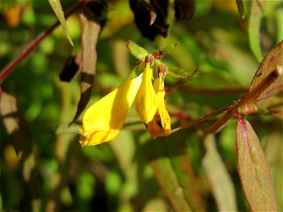 Wiesen-Wachtelweizen (Melampyrum pratense) bei Klingenmünster