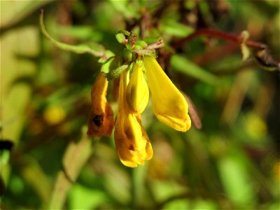 Wiesen-Wachtelweizen (Melampyrum pratense) bei Klingenmünster