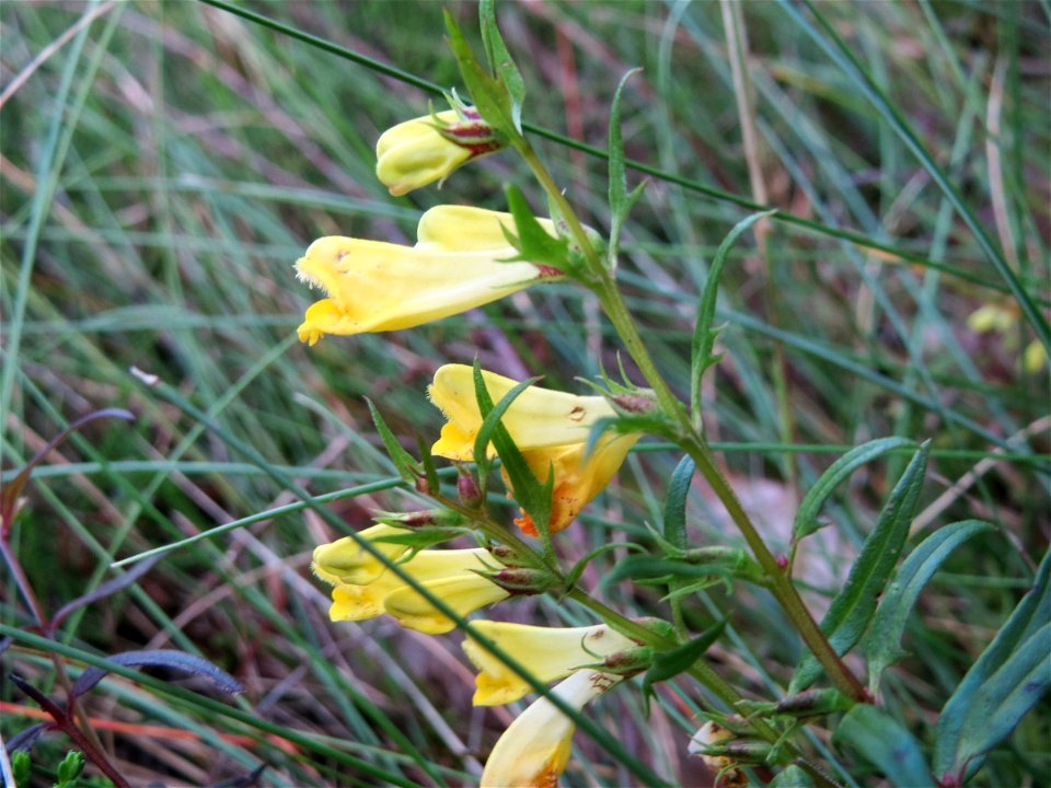 Wiesen-Wachtelweizen (Melampyrum pratense) auf einer kleinen Binnendüne in der Schwetzinger Hardt - das einzige mir begegnete Sommerwurzgewächs in diesem Wald