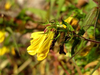 Wiesen-Wachtelweizen (Melampyrum pratense) bei Klingenmünster photo