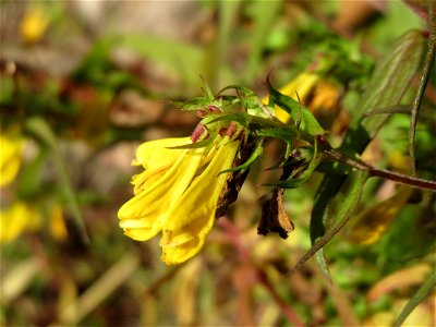 Wiesen-Wachtelweizen (Melampyrum pratense) bei Klingenmünster
