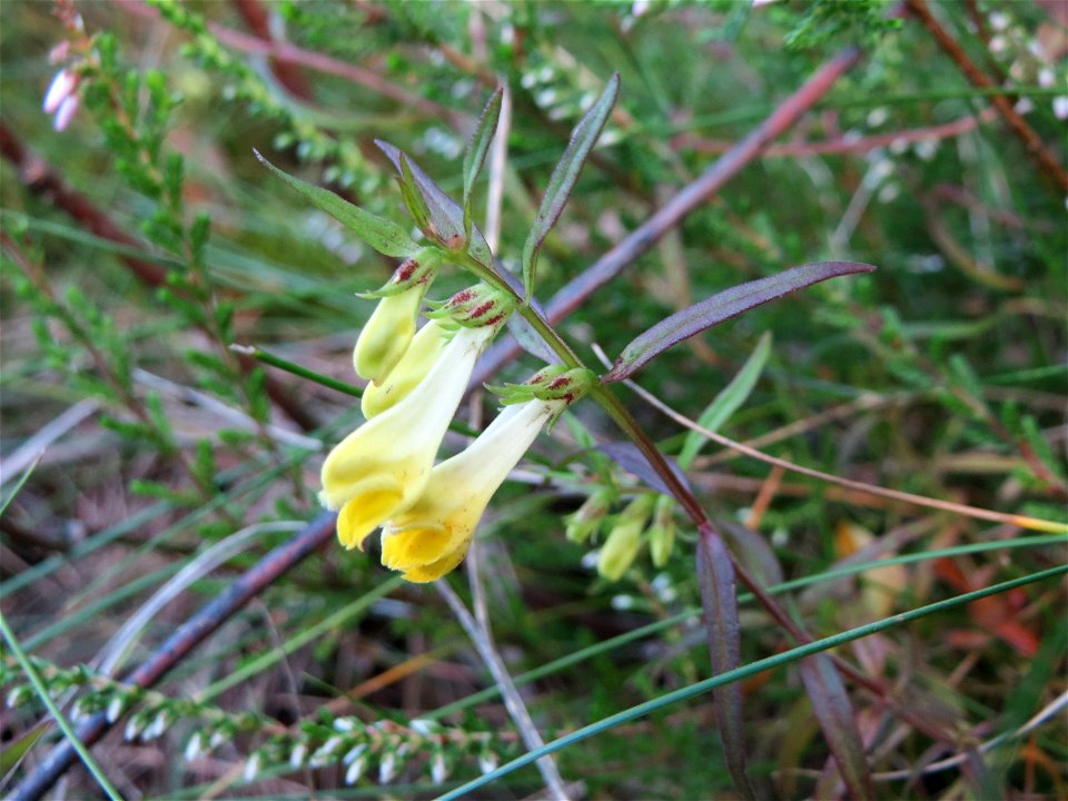 Wiesen-Wachtelweizen (Melampyrum pratense) auf einer kleinen Binnendüne in der Schwetzinger Hardt - das einzige mir begegnete Sommerwurzgewächs in diesem Wald