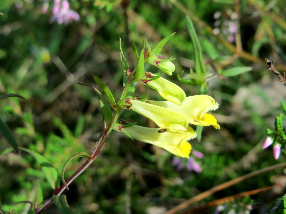 Wiesen-Wachtelweizen (Melampyrum pratense) auf einer kleinen Binnendüne in der Schwetzinger Hardt - das einzige mir je begegnete Sommerwurzgewächs in diesem Wald