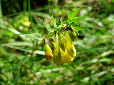 Wiesen-Wachtelweizen (Melampyrum pratense) auf dem Dreieichenbuckel - Teilbereich vom Naturschutzgebiet „Oftersheimer Dünen“