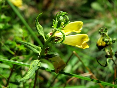 Wiesen-Wachtelweizen (Melampyrum pratense) auf dem Dreieichenbuckel - Teilbereich vom Naturschutzgebiet „Oftersheimer Dünen“