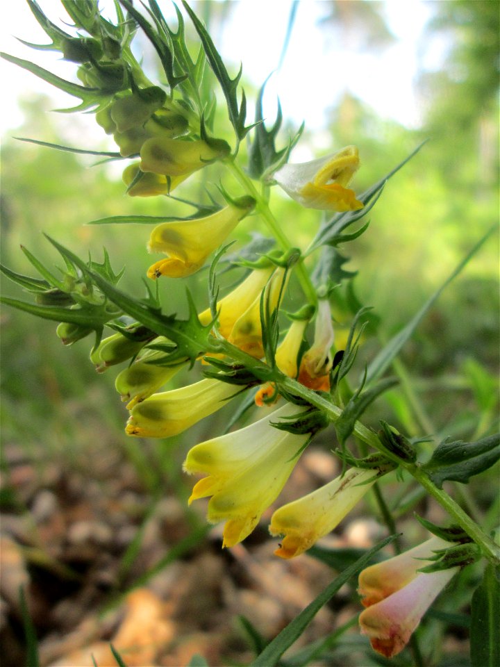 Wiesen-Wachtelweizen (Melampyrum pratense) in der Schwetzinger Hardt