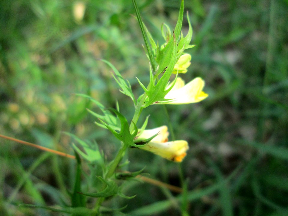 Wiesen-Wachtelweizen (Melampyrum pratense) in der Schwetzinger Hardt