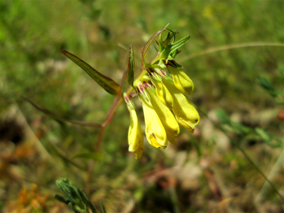 Wiesen-Wachtelweizen (Melampyrum pratense) an der Böschung der A6 in der Schwetzinger Hardt am Übergang zum Wald