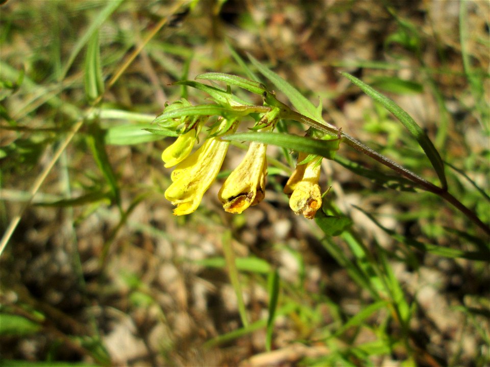 Wiesen-Wachtelweizen (Melampyrum pratense) an der Böschung der A6 in der Schwetzinger Hardt am Übergang zum Wald