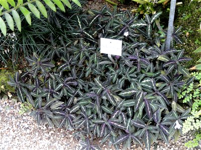 Ruellia devosiana specimen in the Botanischer Garten München-Nymphenburg, Munich, Germany.
