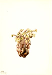 Broomrape (Orobanche fasciculata) photo