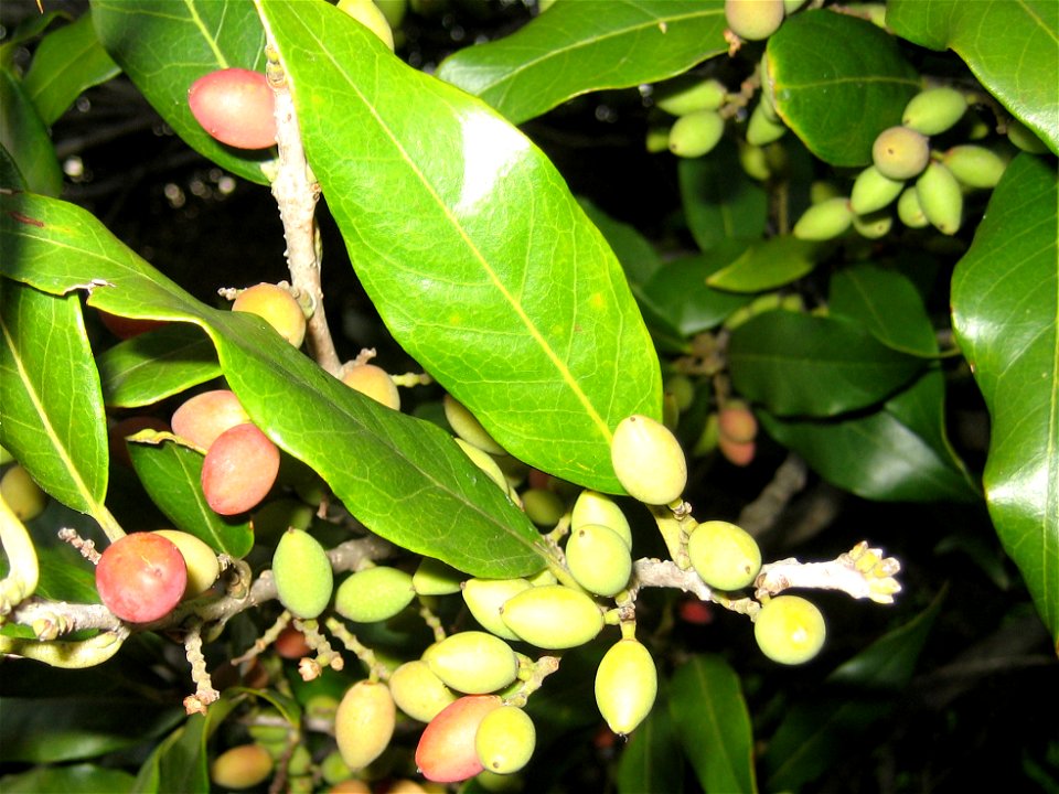 Nestegis cunninghamii, Black maire, ripening fruit on a tree growing at Waiatarua Park, Auckland, New Zealand