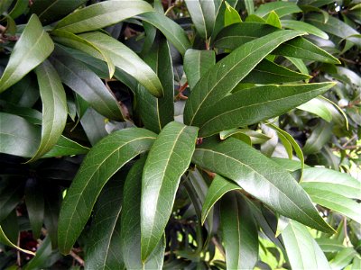 Nestegis cunninghamii, Black maire, broad lanceolate adult foliage of a tree growing at Waiatarua Park, Auckland, New Zealand