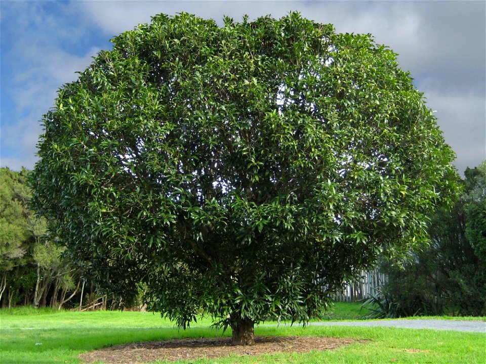 Nestegis cunninghamii, Black maire, small tree, Waiatarua Park, Auckland, New Zealand