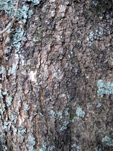 Nestegis cunninghamii, Black maire, rough corky bark of a tree growing at Waiatarua Park, Auckland, New Zealand