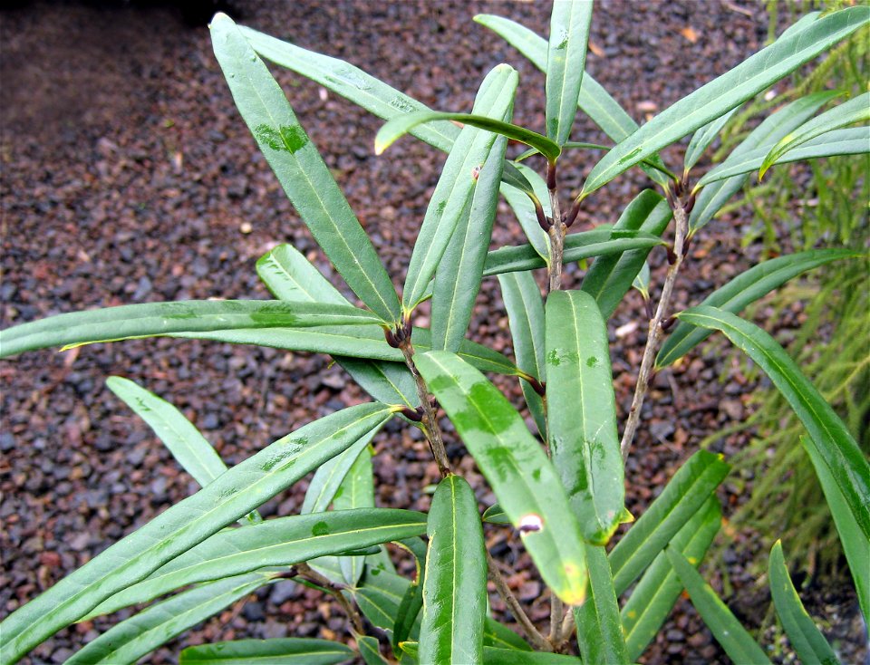 Nestegis cunninghamii, Black maire, the narrower leaves of a juvenile tree, Auckland, New Zealand