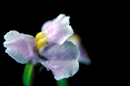 Image title: Picture of a small blue winged monkey flower mimulus alatus
Image from Public domain images website, http://www.public-domain-image.com/full-image/flora-plants-public-domain-images-pictur