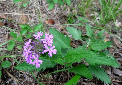 Glandularia canadensis, Vesta Cedar Glade, Wilson County, Tennessee.