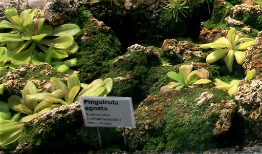 Plant Pinguicula agnata in Botanical Garden Liberec, Czech Republic