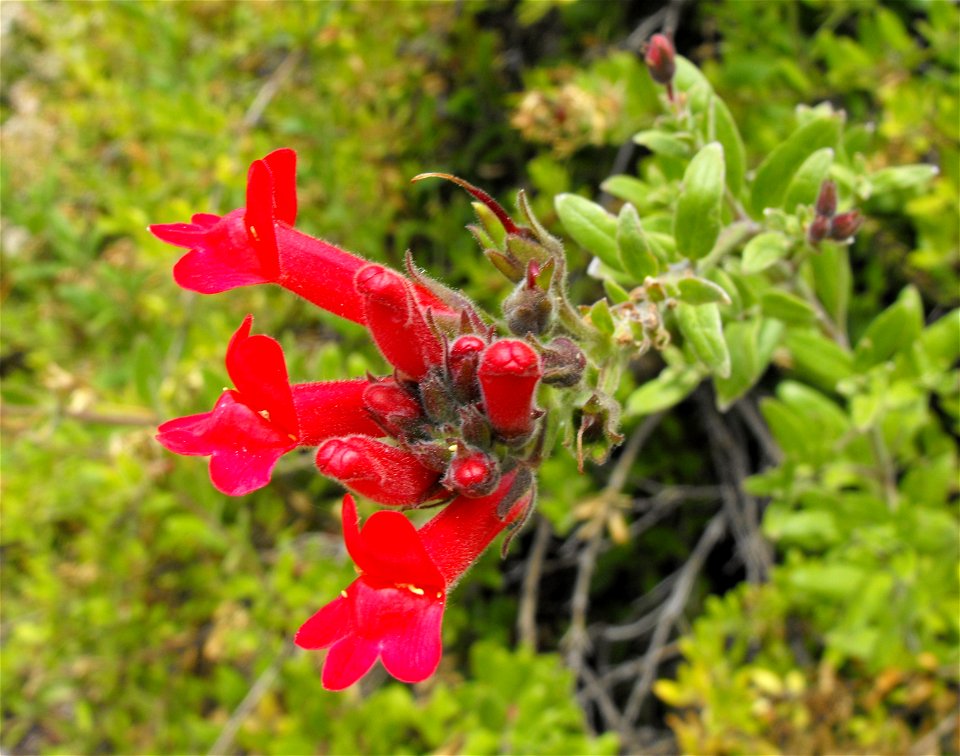 (formerly Galvezia speciosa — Showy Island Snapdragon.
Native to California coastal sage and chaparral habitats.
Specimen in the Mediterranean Garden, San Diego State University, in San Diego, Califor
