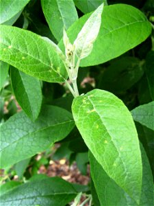 Photo of Buddleja cordata leaves and flower bud, taken at Longstock Park Nursery, Hampshire, UK
