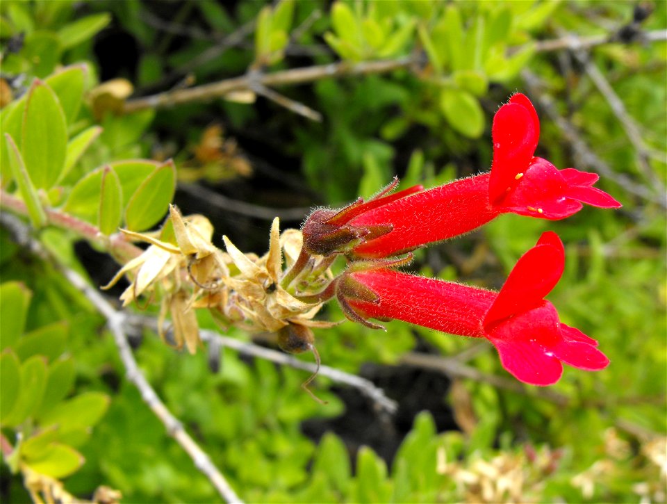 (formerly Galvezia speciosa) — Showy Island Snapdragon.
Native to California coastal sage and chaparral habitats.
Specimen in the Mediterranean Garden, San Diego State University, in San Diego, Califo