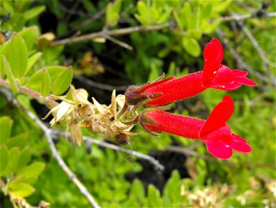 (formerly Galvezia speciosa) — Showy Island Snapdragon. Native to California coastal sage and chaparral habitats. Specimen in the Mediterranean Garden, San Diego State University, in San Diego, Califo photo